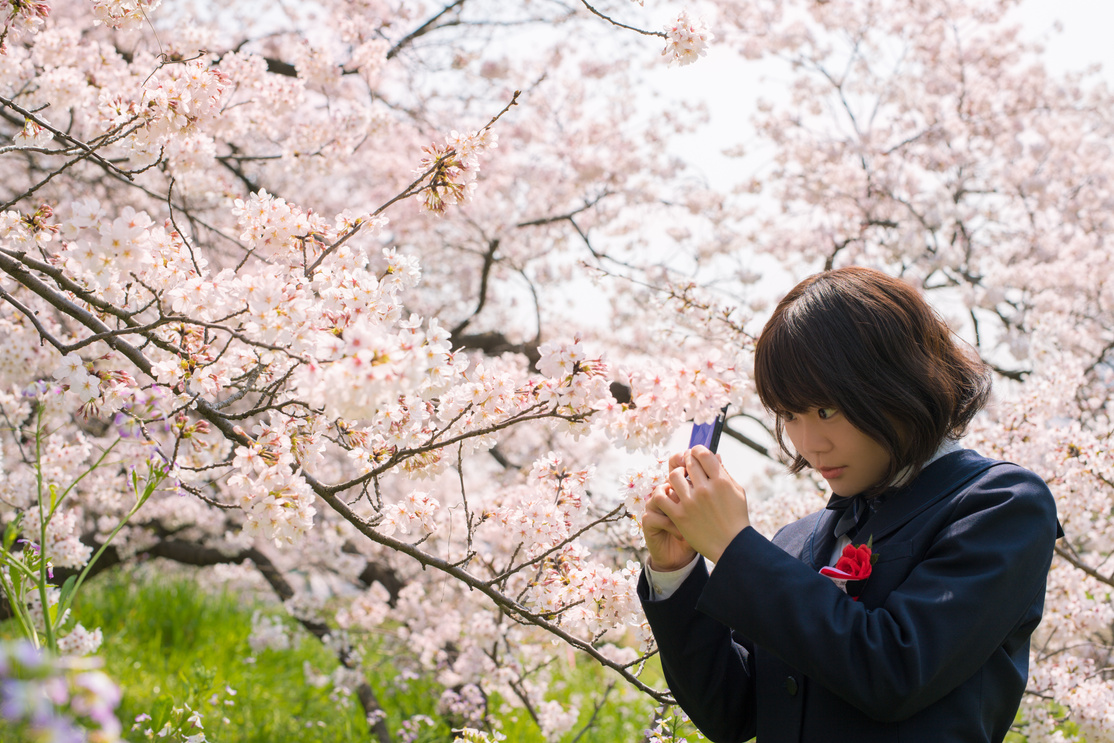 Graduation, high school girl, cherry blossoms